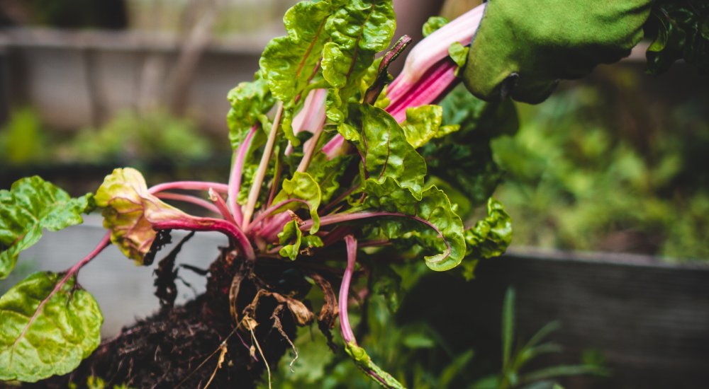 Fondation Rovaltain - Supporting the development of innovative healthy, nutritious and ethical foods together with preserving biodiversity Image