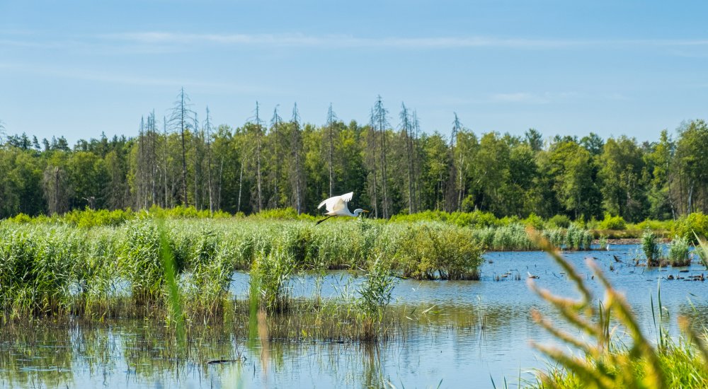 HORIZON EUROPE┋Understanding the perceptions of and improving communication on the biodiversity crisis and nature restoration benefits to sustain citizen engagement and democratic governance Call Image