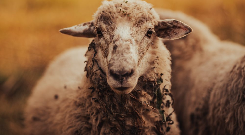 Image: Unsplash