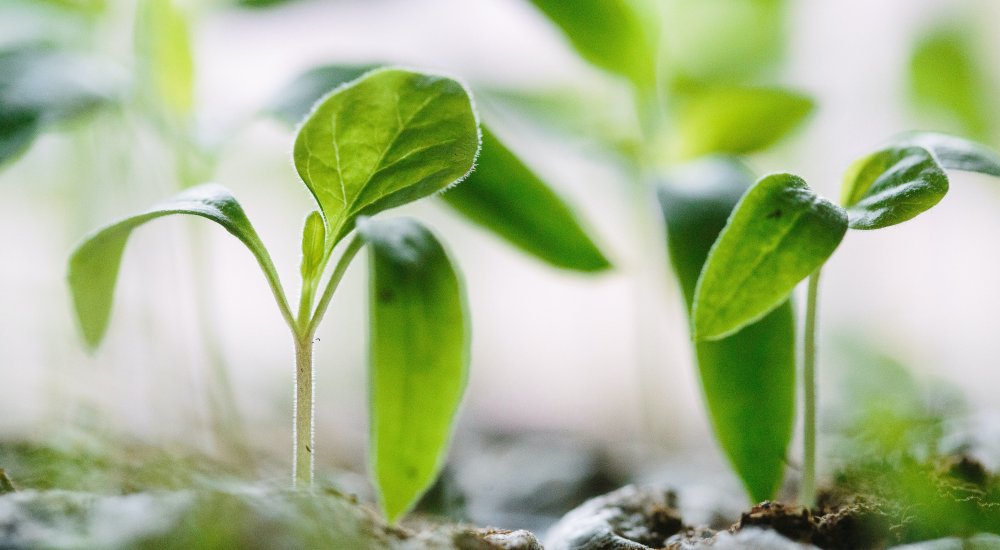 HORIZON EUROPE┋Unlock the potential of the New European Bauhaus in urban food system transformation Call image