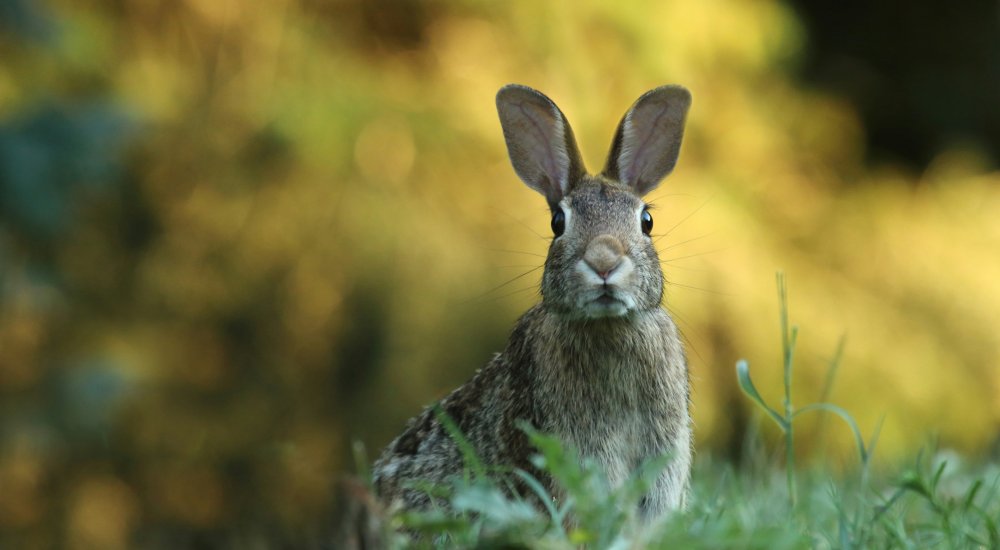 lapin