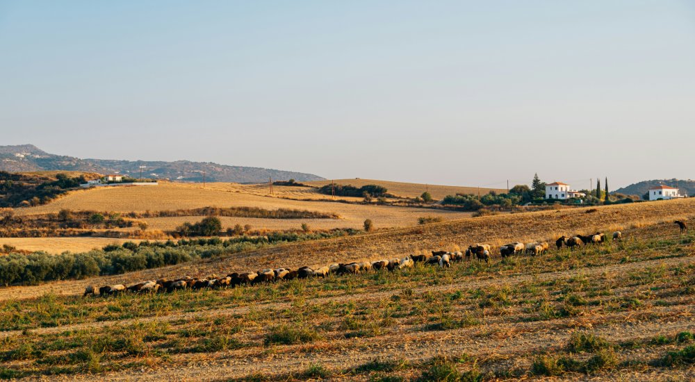 INRAE┋Polycrises des agricultures méditerranéennes et transformation agroécologique des systèmes alimentaires Illustration: Unsplash