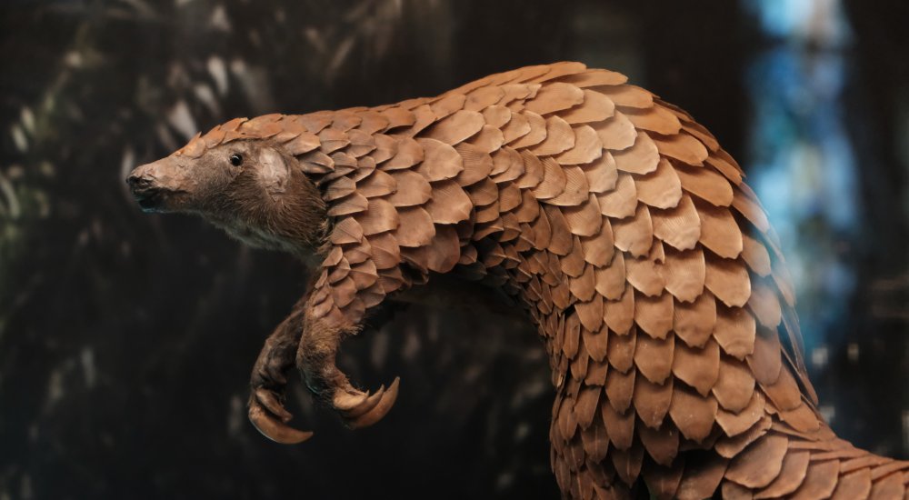 Postdoctoral Research Assistant ┋Research Project "Operation Pangolin: Unifying Diverse Data Streams to Redefine Species Conservation" Image