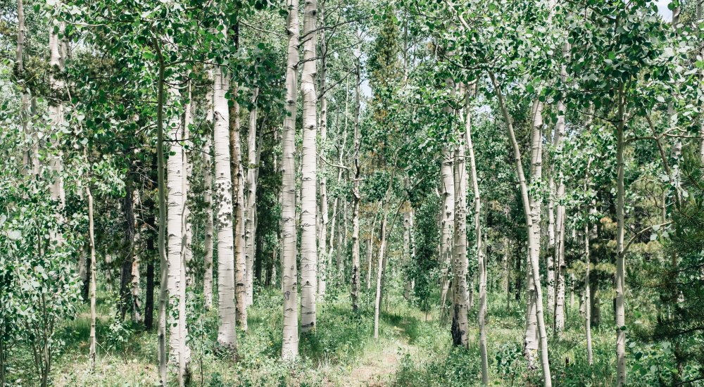 Birch Trees Call illustration