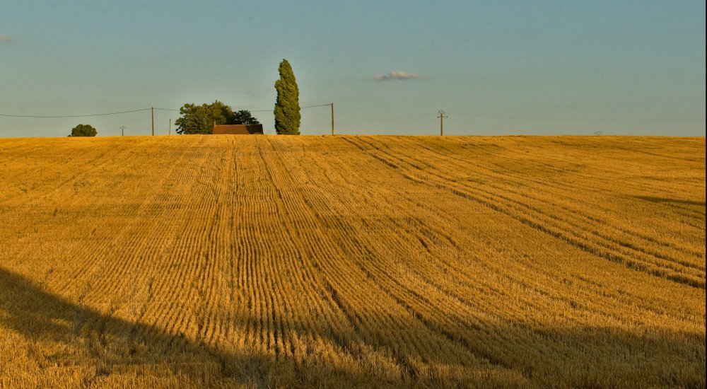 HORIZON EUROPE┋Emerging and future risks to plant health Image