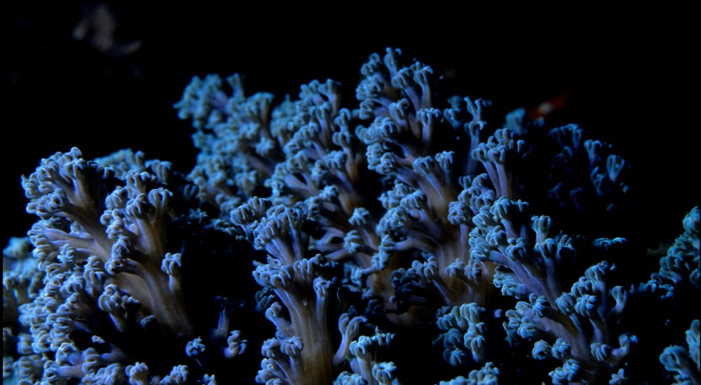 HORIZON-CL6-2025-01-BIODIV-07 Call image