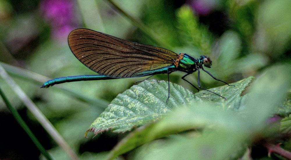 Appel à projets – FRB / OFB-ONB┋Nouveaux indicateurs pour l’Observatoire national de la biodiversité (ONB) Illustration: Unsplash