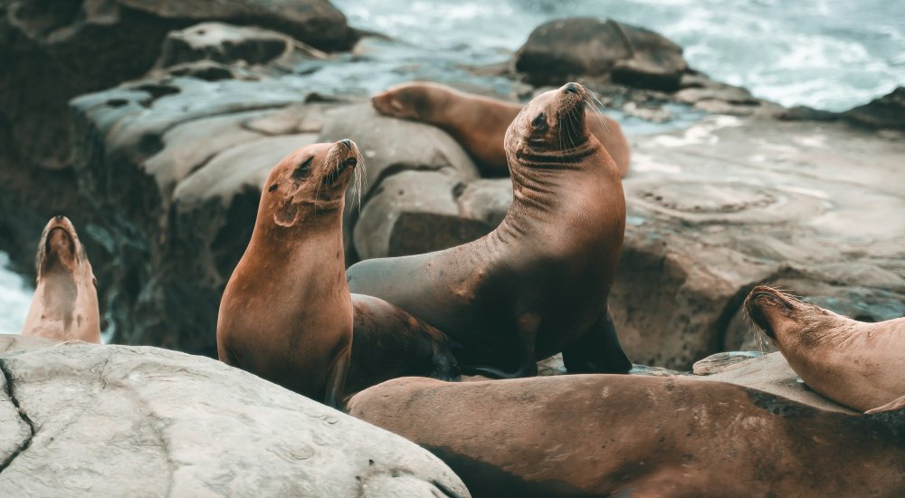OCEAN 2 - Vers l'océan que nous voulons : biodiversité et durabilité des écosystèmes pour la nature et le bien-être humain Image