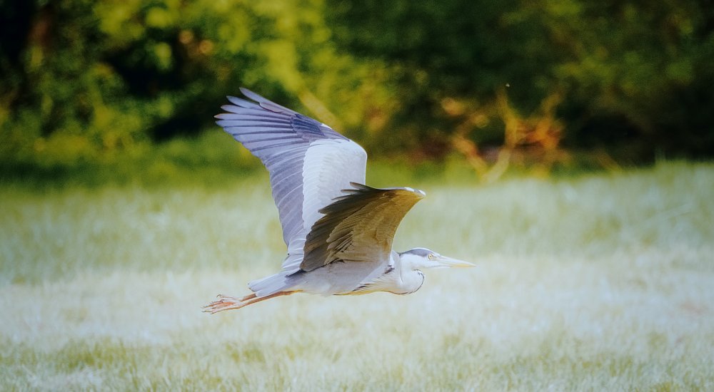 heron Call illustration