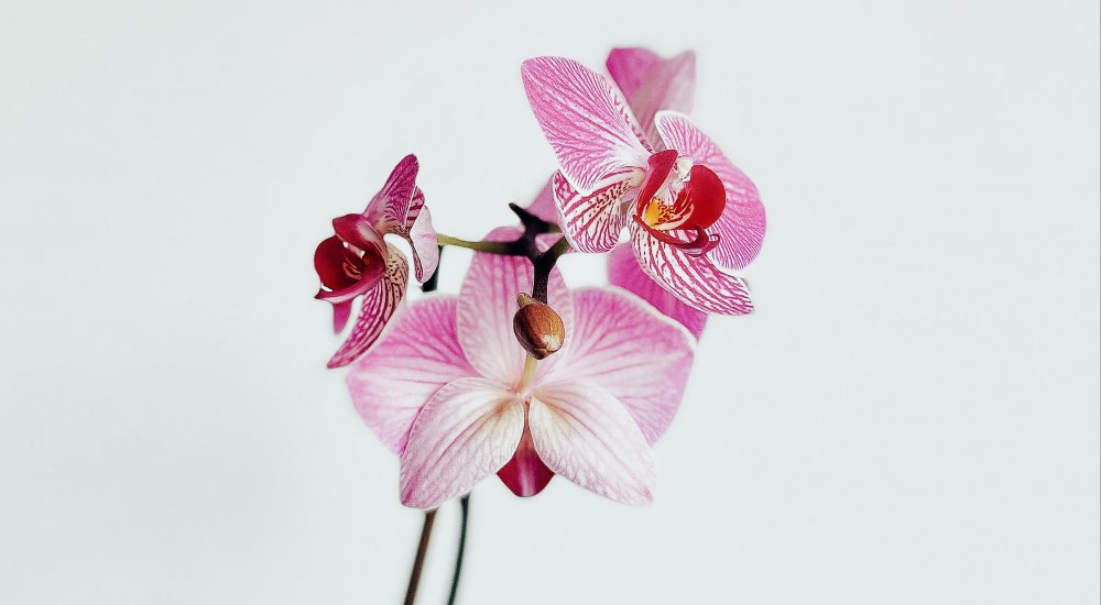 PHC Orchid┋Coopération scientifique franco-taïwanaise Call illustration
