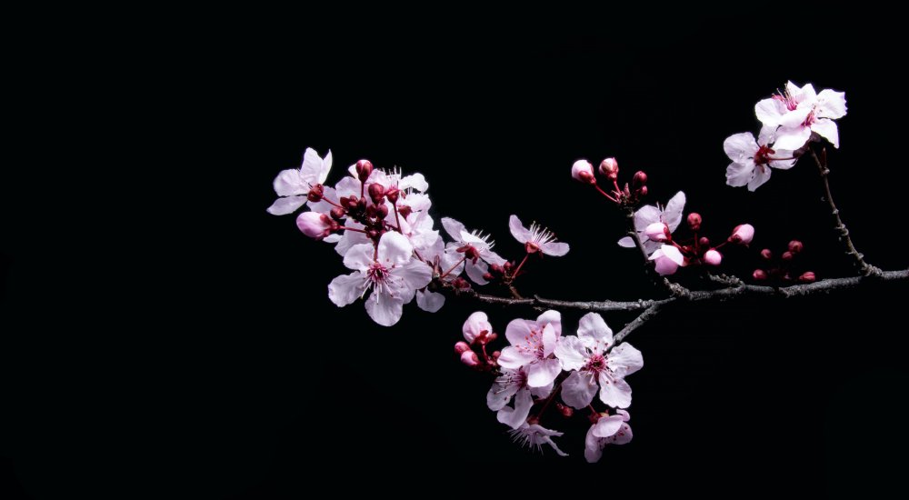 PHC Sakura┋Coopération scientifique franco-japonaise Image
