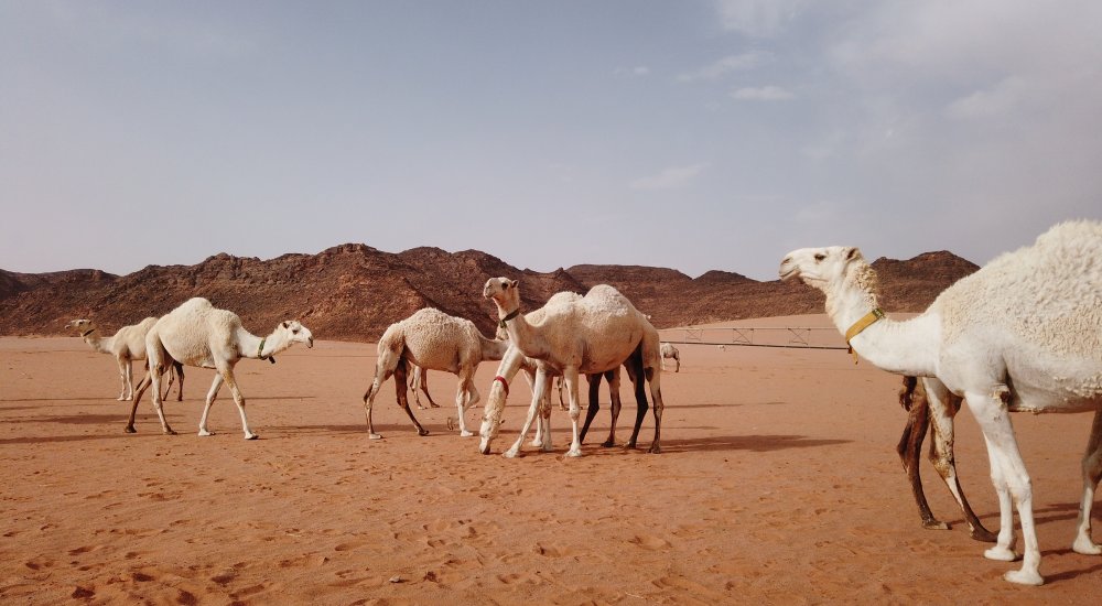 The Middle East Initiative Research Fellowship Program Image
